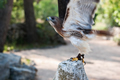爱普生帮助保护克罗地亚的稀有鸟类